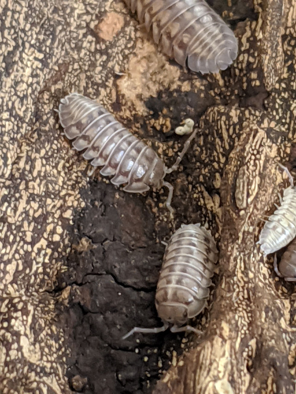 Thumbnail: Nasatum Armadillidium