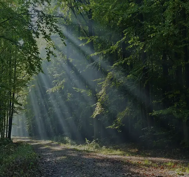 Wald mit Sonnenschein.webp