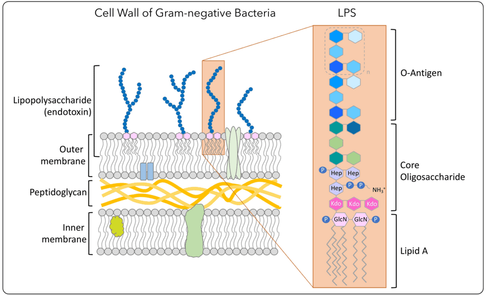 Endotoxin Test for Medical Device