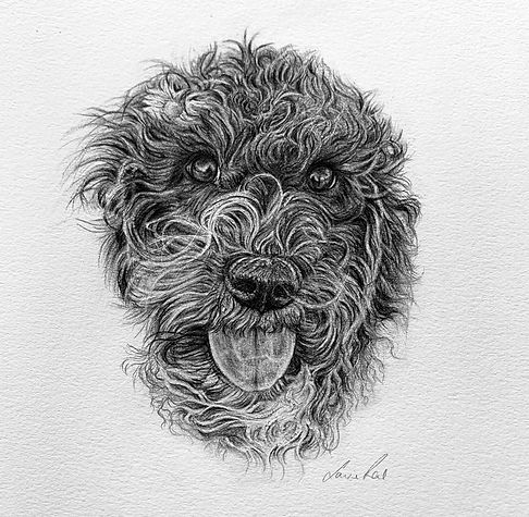 Pet portrait of a cockapoo