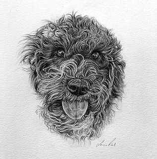 Pet portrait of a cockapoot