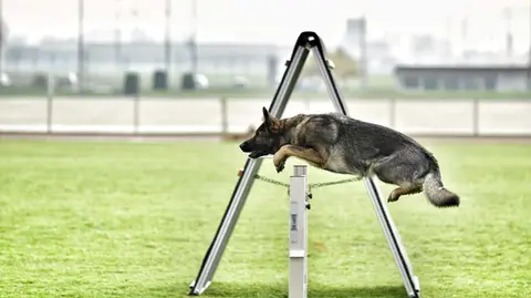 Dola-Dog.ch | deutsche Schäferhund Zucht