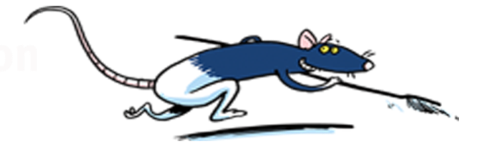 Autorenbild: Kanal Ratte AG