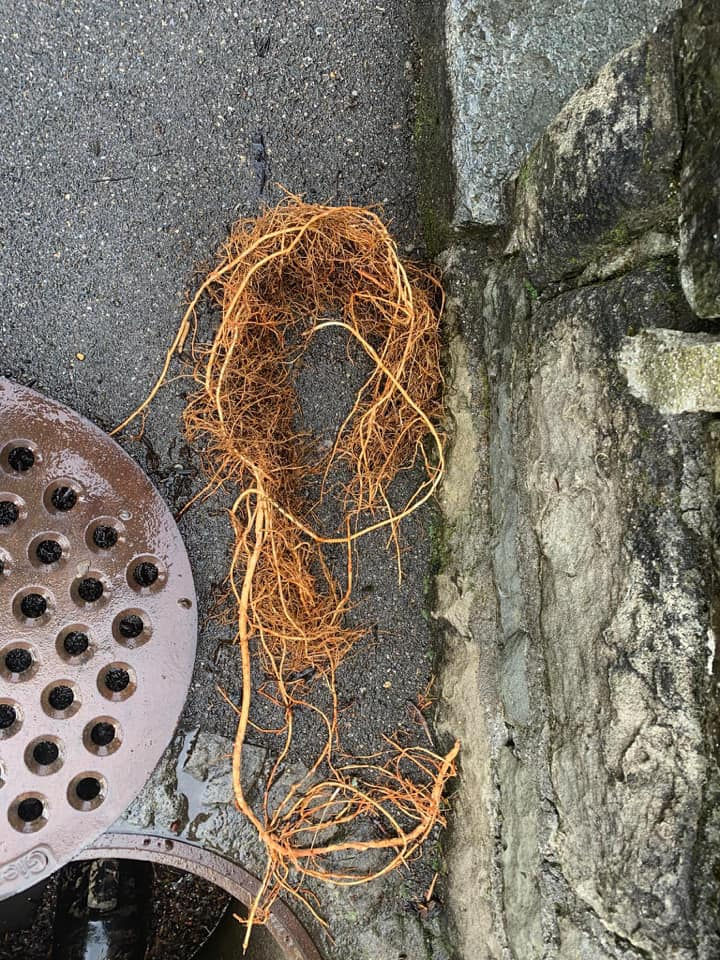 kanal ratte ag kanalreinigung zürich, kanal ratte ag rohrreinigung winterthur, kanal ratte ag kanalnotfall ohne pauschale, ka