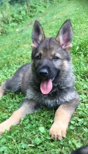 Dola-Dog.ch deutsche Schäferhund Zucht