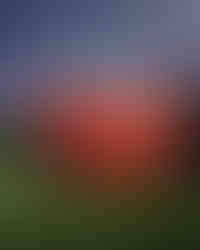 Porsche 75 anniversary Grand Prix Melbourne