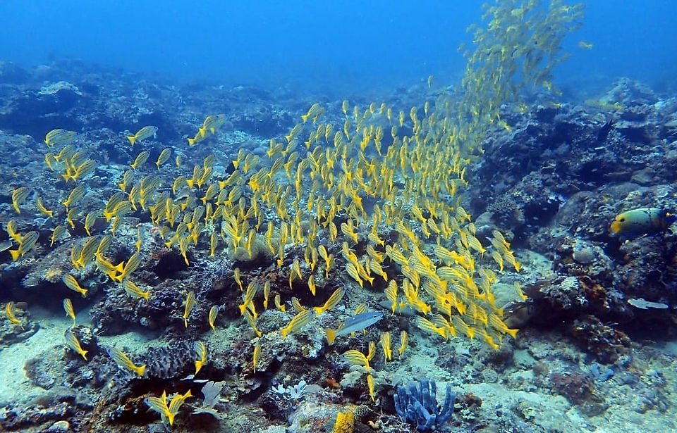 Schools of reef fish in Crossing dive site.
