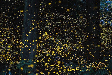 Firefly watching tour is truly a unique experience at night and see fireflies in the river banks at night.