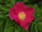 Rugosa