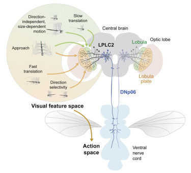 A visuomotor circuit for evasive flight turns in Drosophila