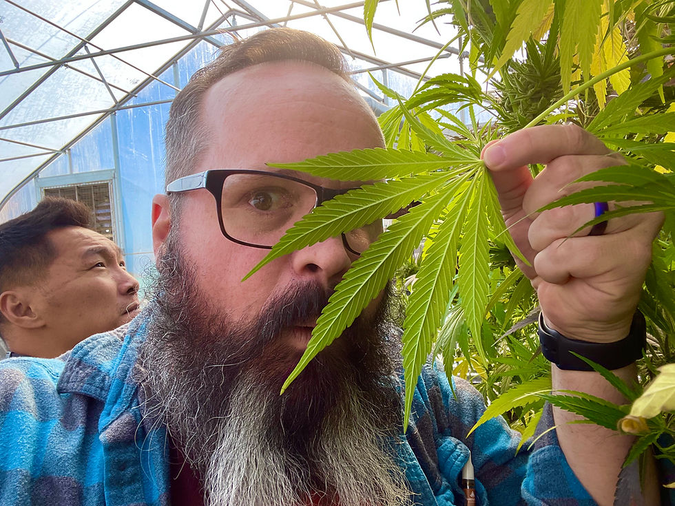 Medical cannabis, patient dignity, and regulatory accountability