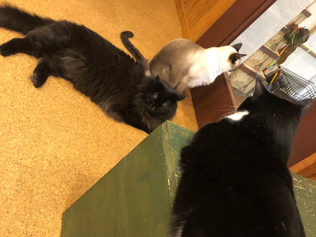 猫カフェ