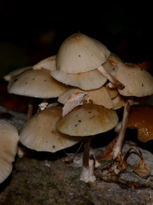 DSC_1496 edit.jpg