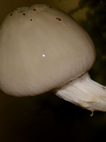 DSC_1291 edit.jpg