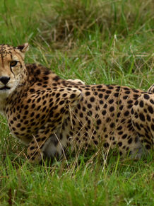 Cheetah 4 EDIT.jpg