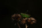 Overscourt 1 Pro Edit (10).jpg