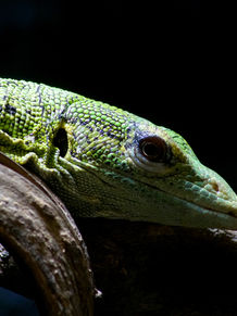 Lizard 3 EDIT.jpg