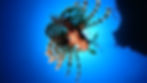 Lionfish swimming over a Red Sea coral reef