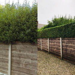 before and after hedges