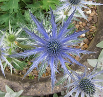 eryngium 1.jpg