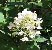 hydrangea.JPG