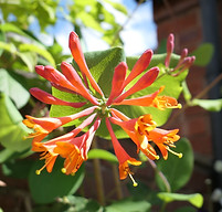 honeysuckle.jpg