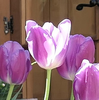 tulip purple.JPG