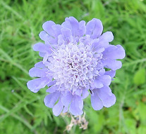 IMG_7398 scabious.jpg