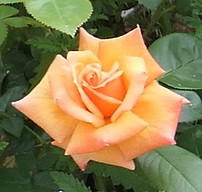 apricot rose.jpg