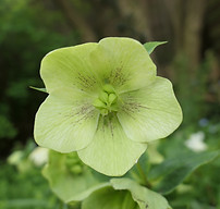 hellebore.JPG