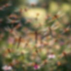 a swarm of beautiful dragonflies.jpg