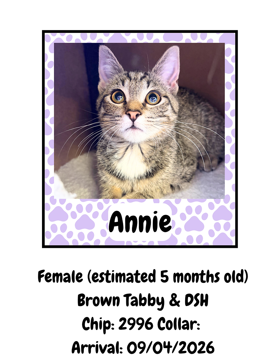 LSPCA Cat Profiles (18)