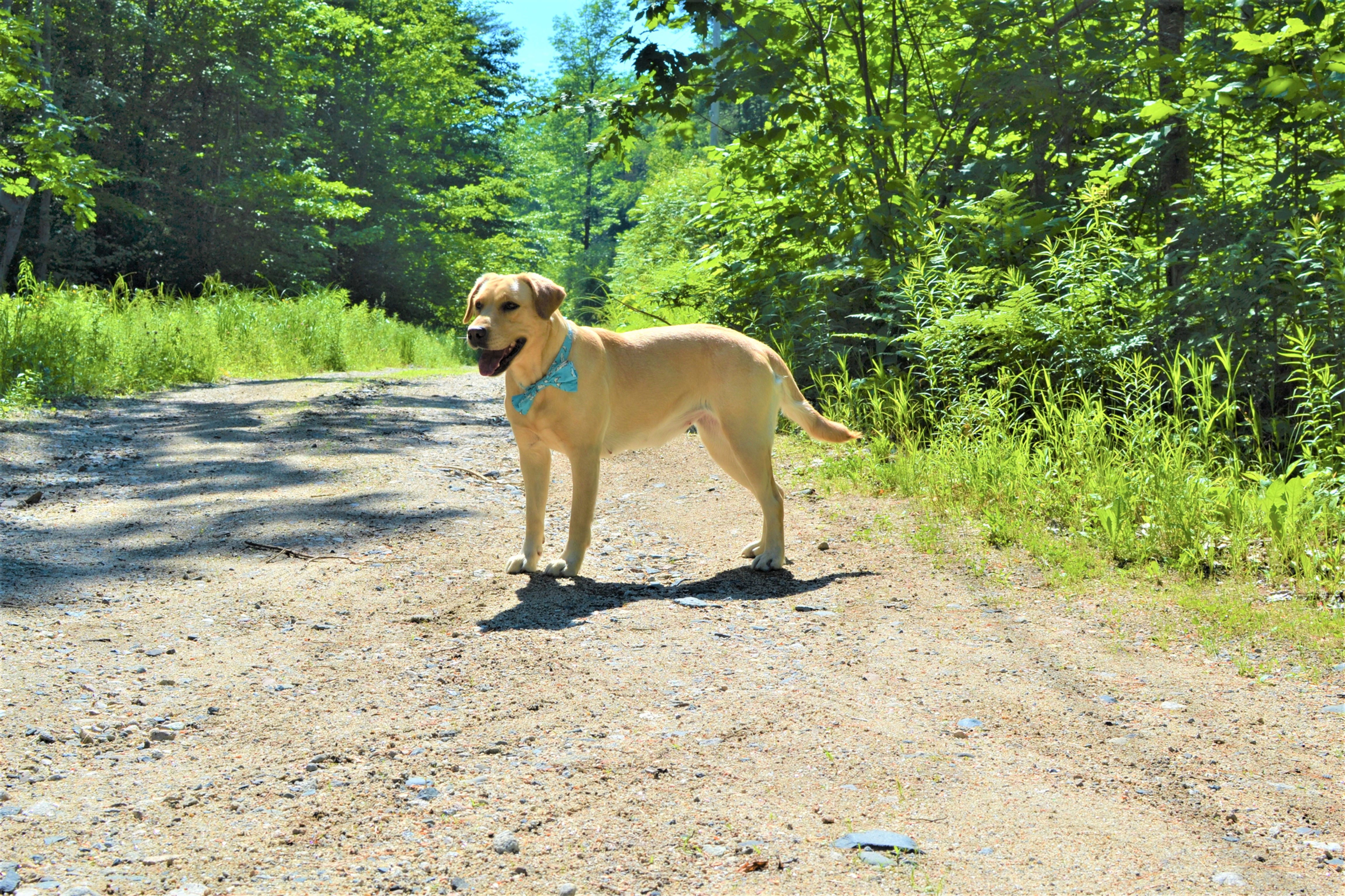 Dapper Dog Bow Tie Collar