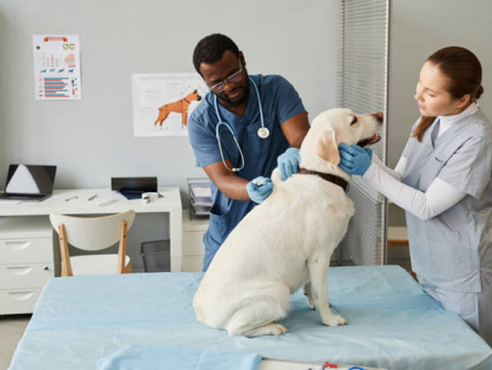 Centro Universitário em Fortaleza abre inscrições para atendimento veterinário