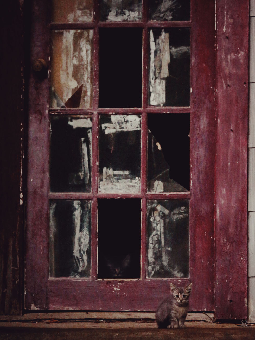 Feral Kittens in Kentwood Louisiana 