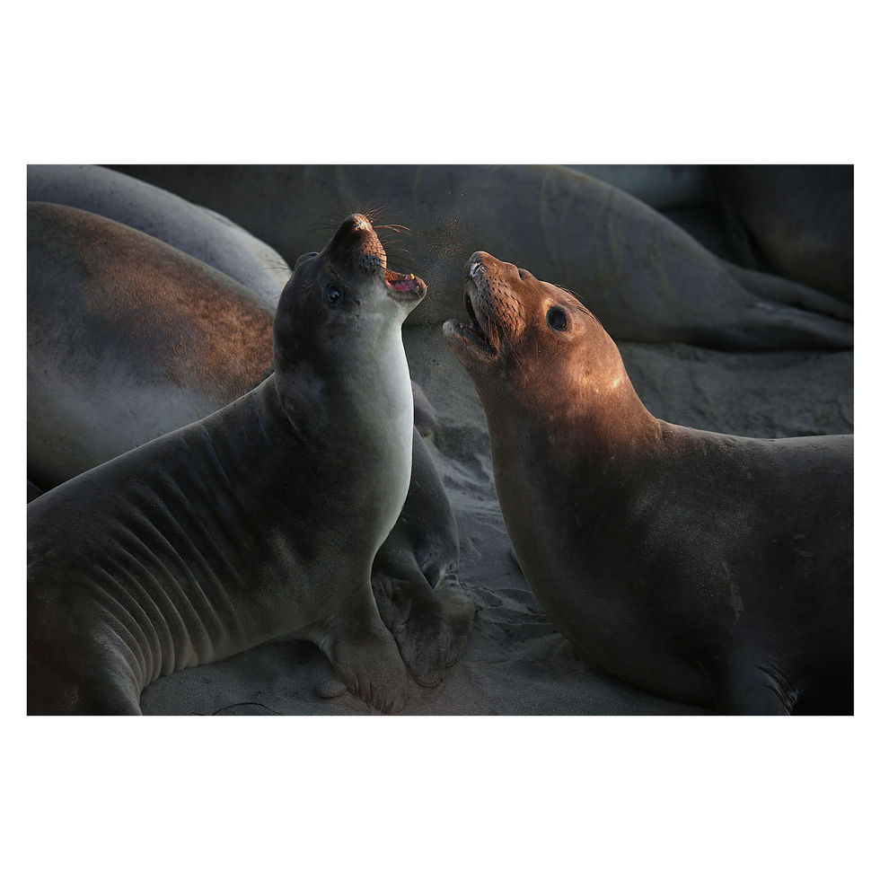 San Simeon Seals