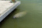 Manatee by dock