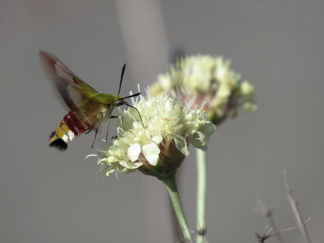 Sphinx gazé (Hemaris fuciformis)