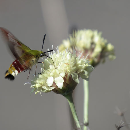 Sphinx gazé (Hemaris fuciformis)
