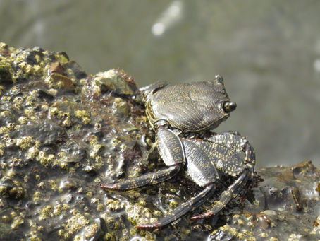 Crabe d'Ascension (Graspus Adsensionis)