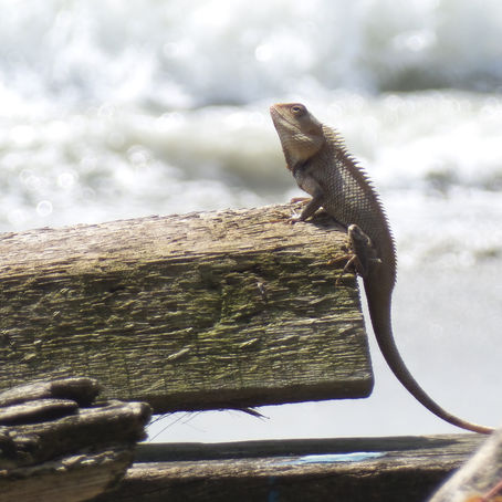 Lézard changeant (Calotes versicolor)