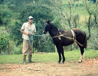 Vianna Entonada
