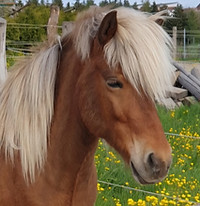 Pferdeernährung