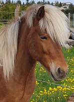 Pferd