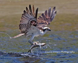 AZ2I2361ospreywithalwive10 4x6