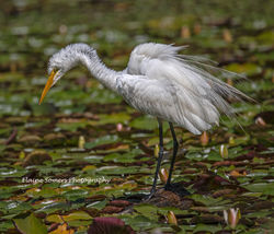 Greategretshakes 4x6