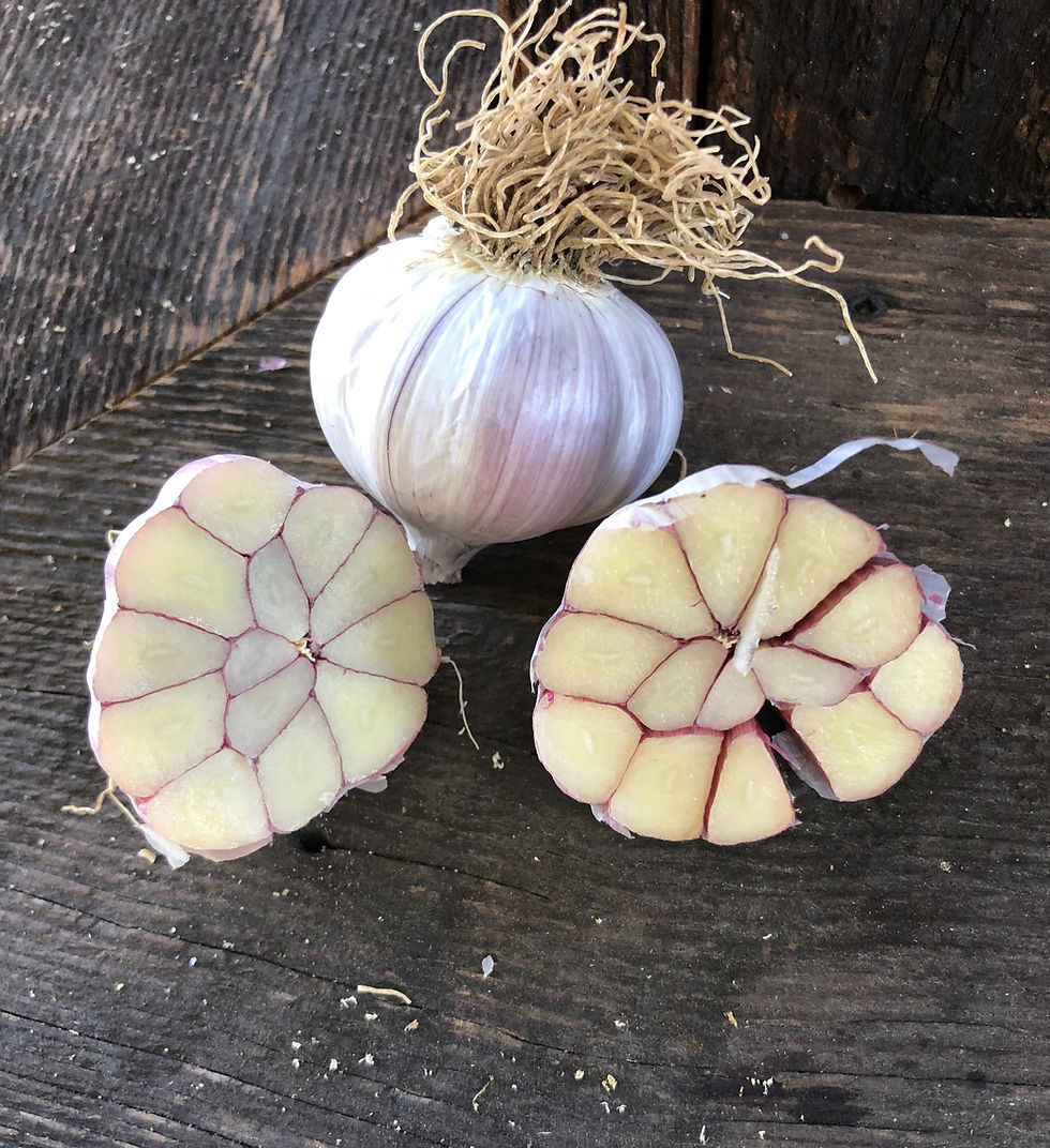 Buy Garlic Seed Bernier Farms