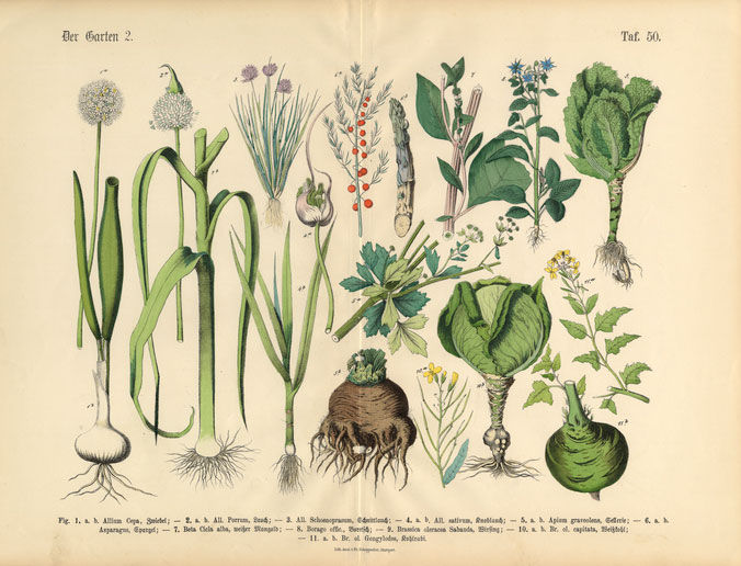 Pictures of plants