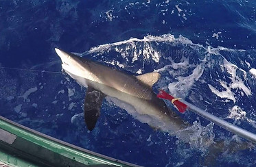 Silky shark being tagged