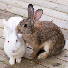 Our head nurse advises if rabbits, guinea pigs & hamsters need companions